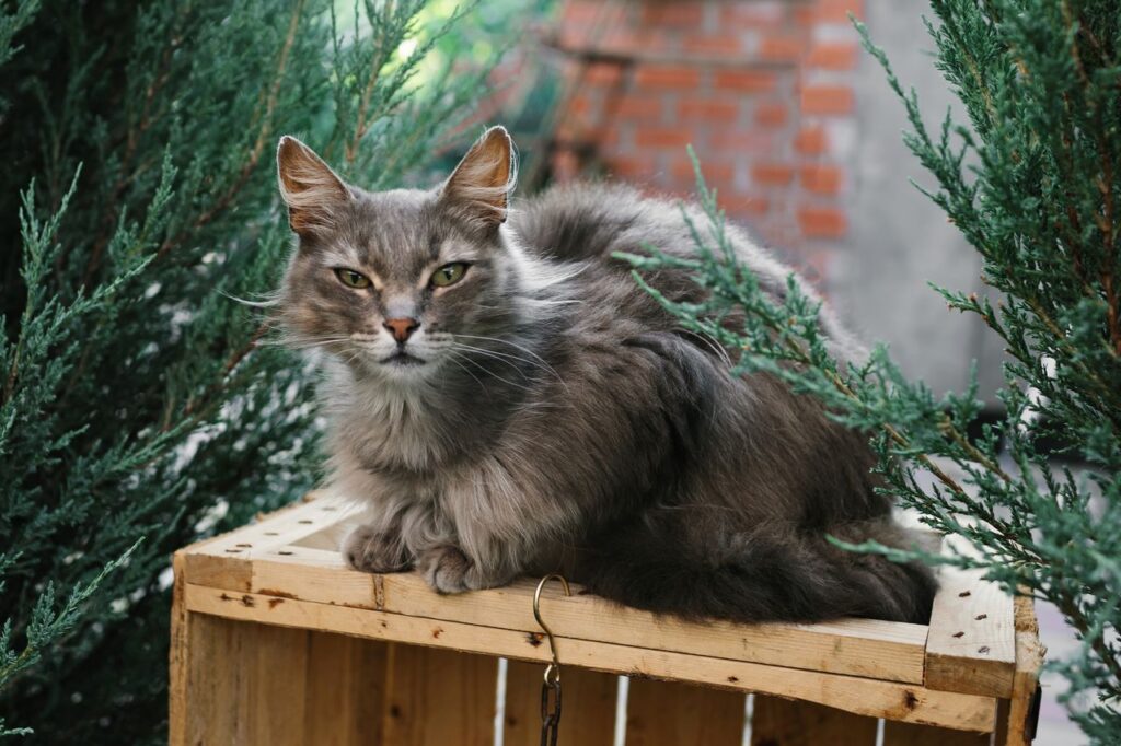 Chat senior installé confortablement dans son environnement.