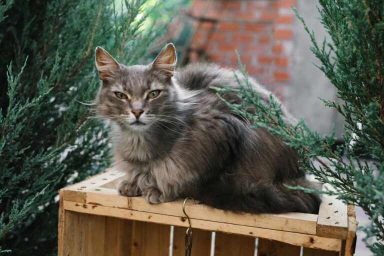 Chat senior installé confortablement dans son environnement.