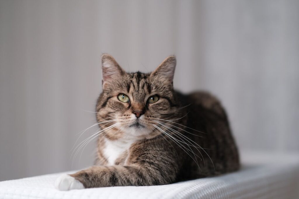 Chat senior tigré allongé au repos