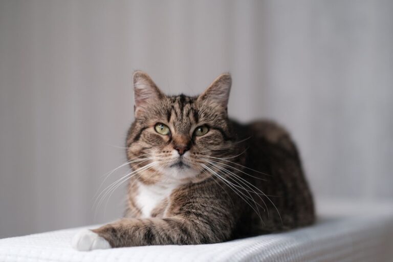 Chat senior tigré allongé au repos