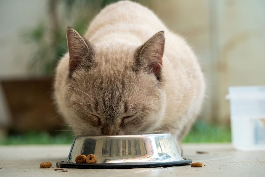 Chat senior en train de manger dans sa gamelle.