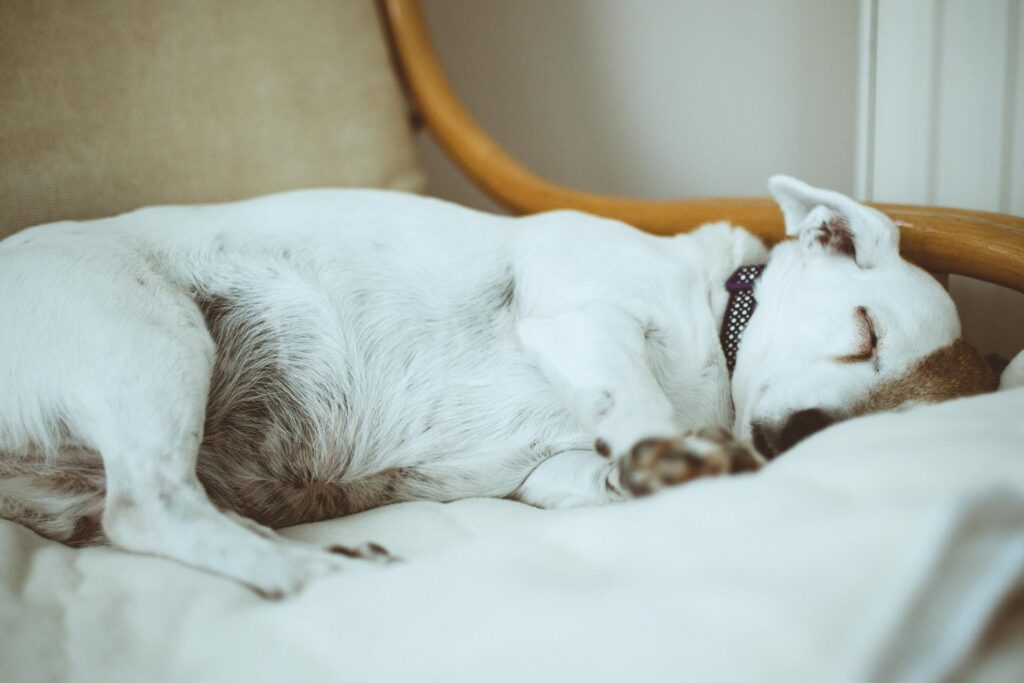Chien senior dormant paisiblement dans son couchage