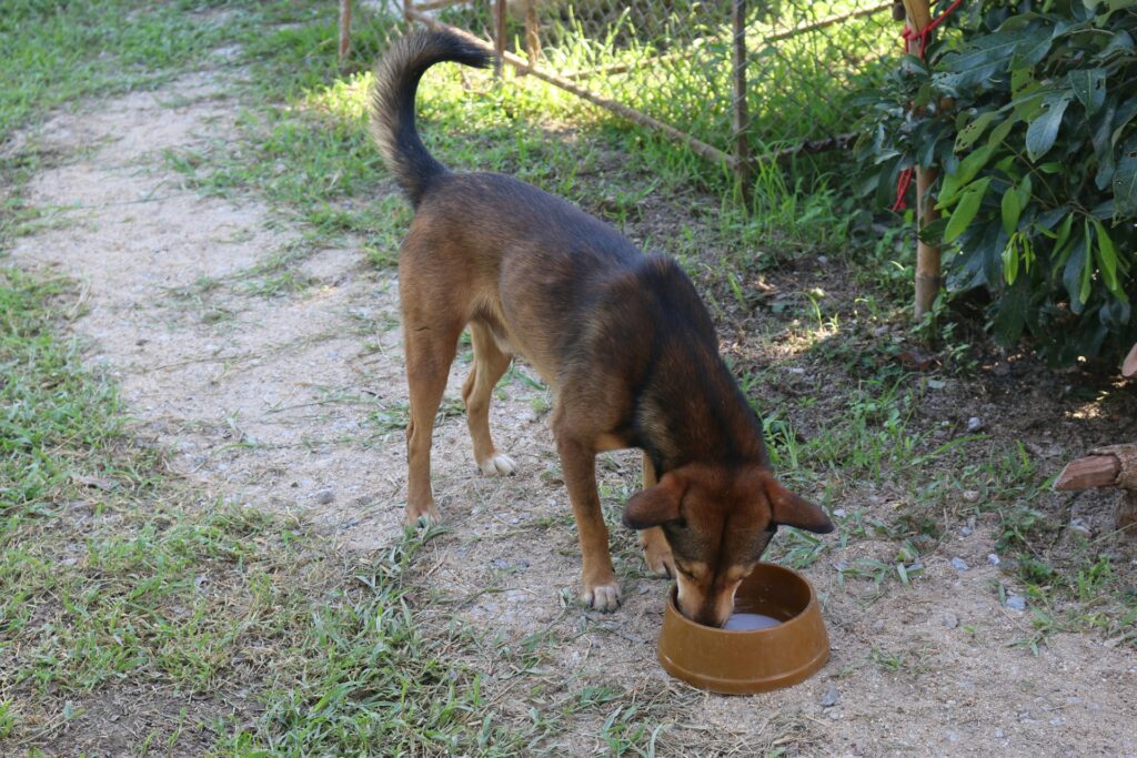 Chien senior buvant beaucoup d’eau dans sa gamelle