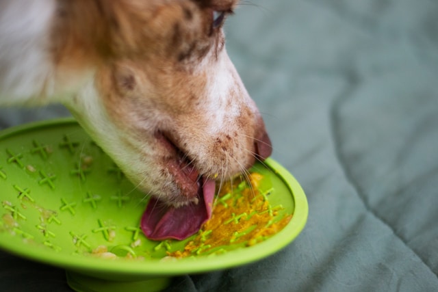 chien mangeant dans une gamelle alimentation chien senior