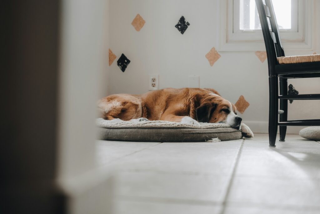 Chien senior dormant sur un matelas confortable adapté aux articulations