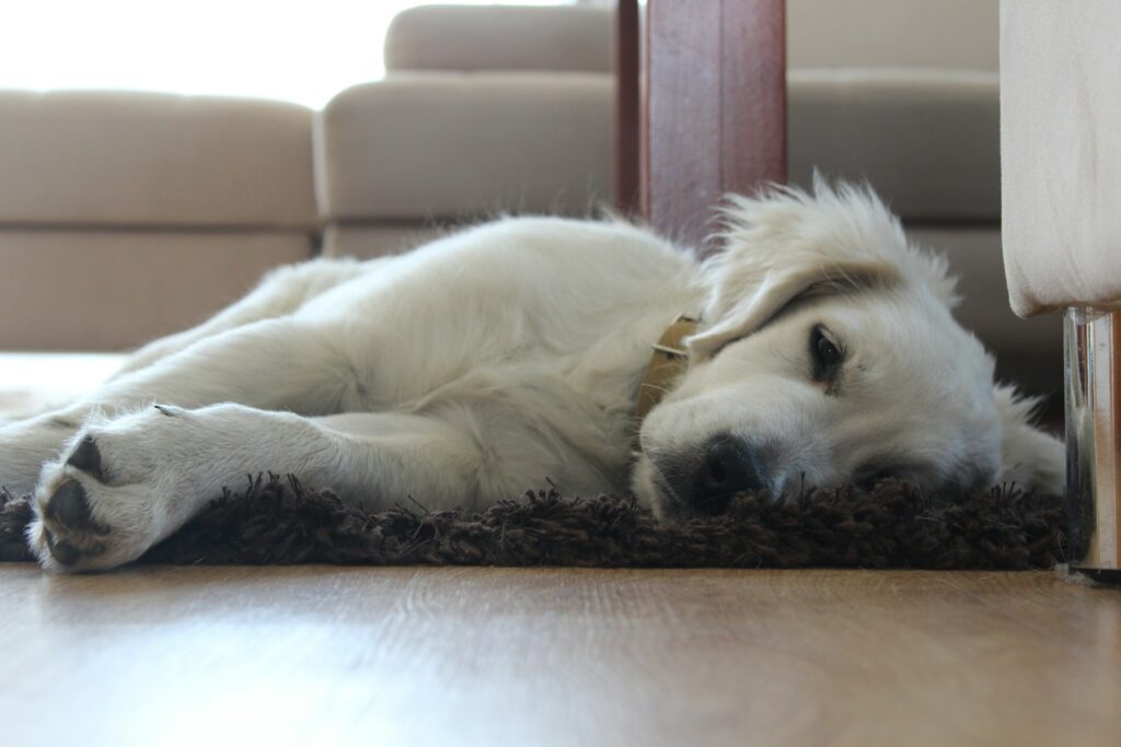Chien senior couché sur un tapis pouvant présenter des signes de douleur discrète